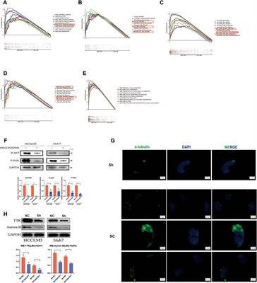 Conduction and validation of a novel mitotic spindle assembly related signature in hepatocellular carcinoma: prognostic prediction, tumor immune microenvironment and drug susceptibility